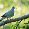 Holub papousci - Treron vernans - Pink-necked Green-Pigeon o1488